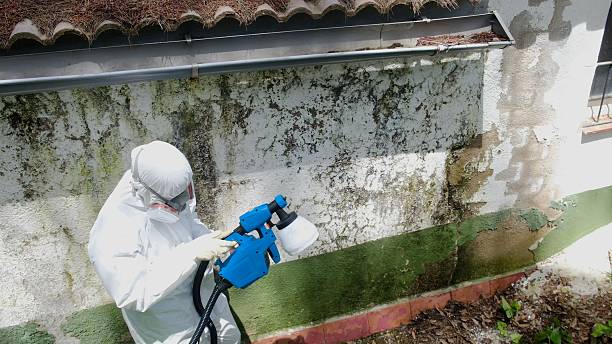 Top rated local Basement Mold Removal specialists in Haverford, PA